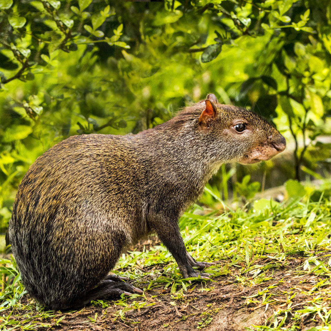 Corporación San Jorge - Ibagué - Inventario Biodiversidad
