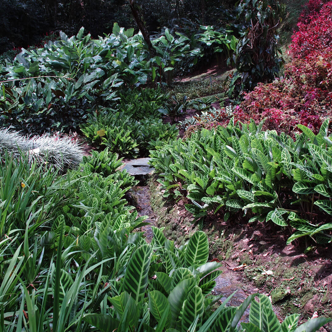 Corporación San Jorge - Biodiversidad y Jardines