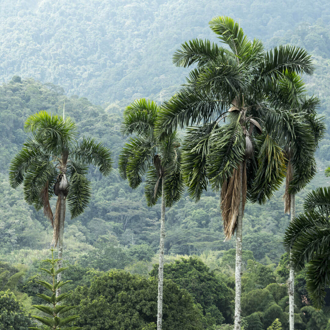 Corporación San Jorge - Ibagué - Material Vegetal