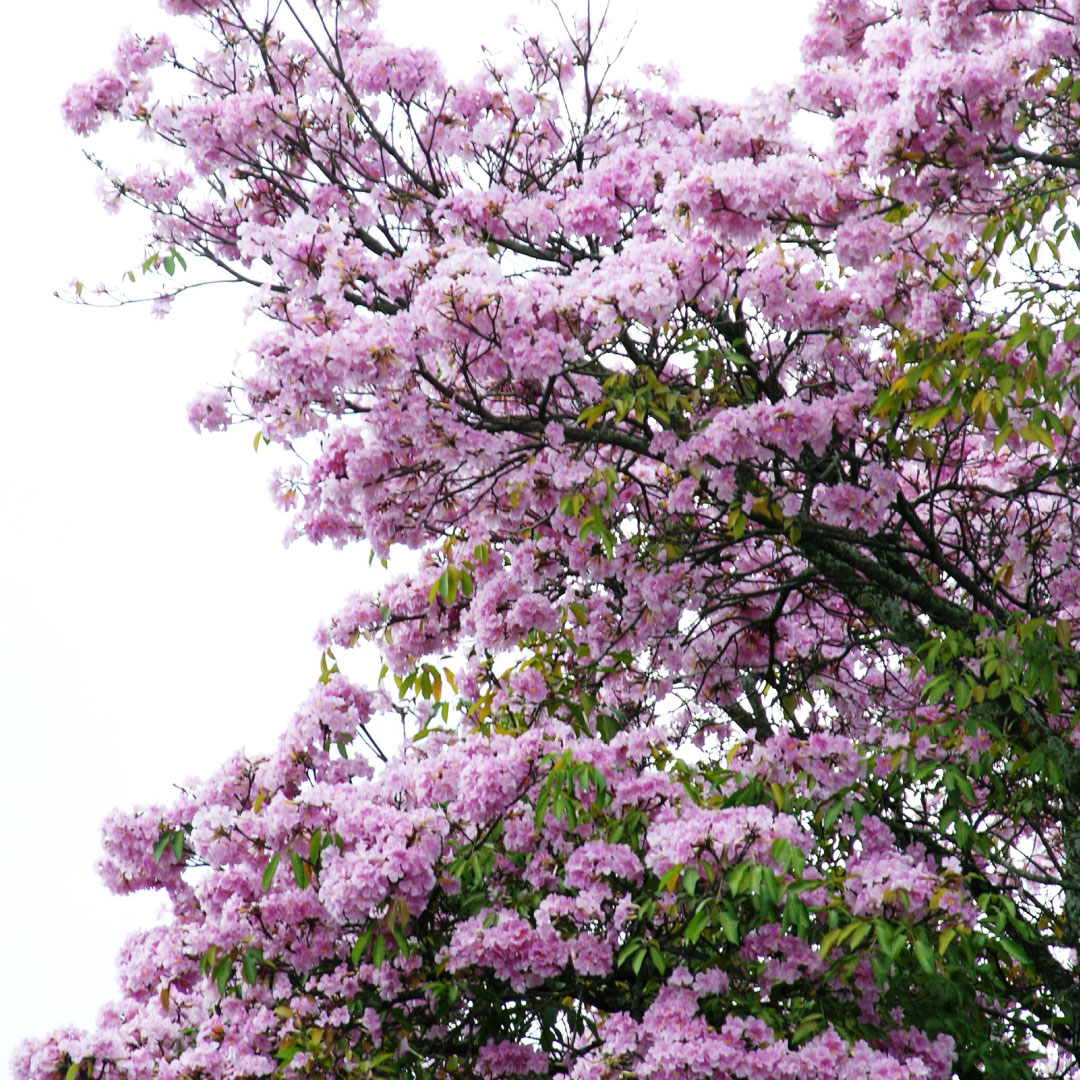 Corporación San Jorge - Ibagué - Sivicultura